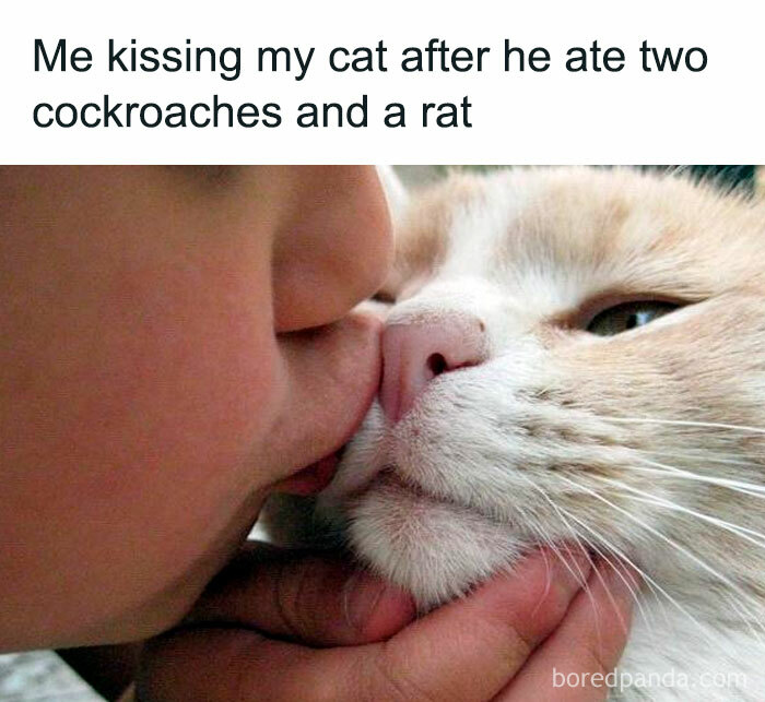 105 Relatable Cat Memes You’ll Probably Wish You Could Tag Your Cat In 105 Relatable Cat Memes You’ll Probably Wish You Could Tag Your Cat In