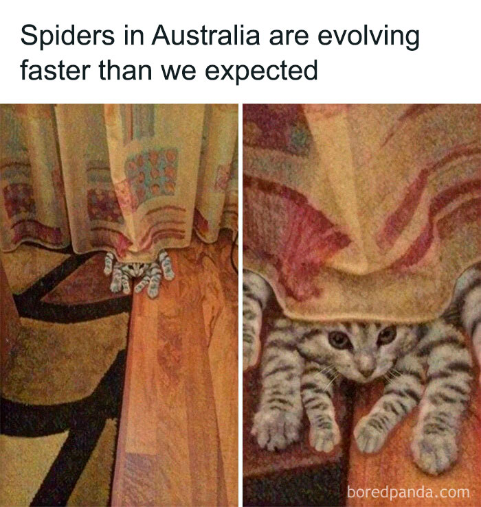 105 Relatable Cat Memes You’ll Probably Wish You Could Tag Your Cat In 105 Relatable Cat Memes You’ll Probably Wish You Could Tag Your Cat In