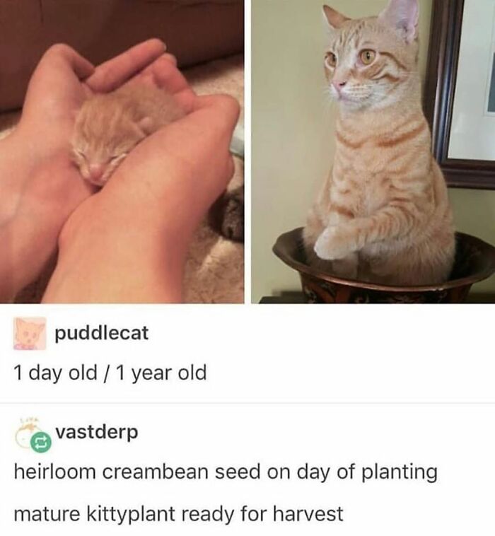 105 Relatable Cat Memes You’ll Probably Wish You Could Tag Your Cat In 105 Relatable Cat Memes You’ll Probably Wish You Could Tag Your Cat In