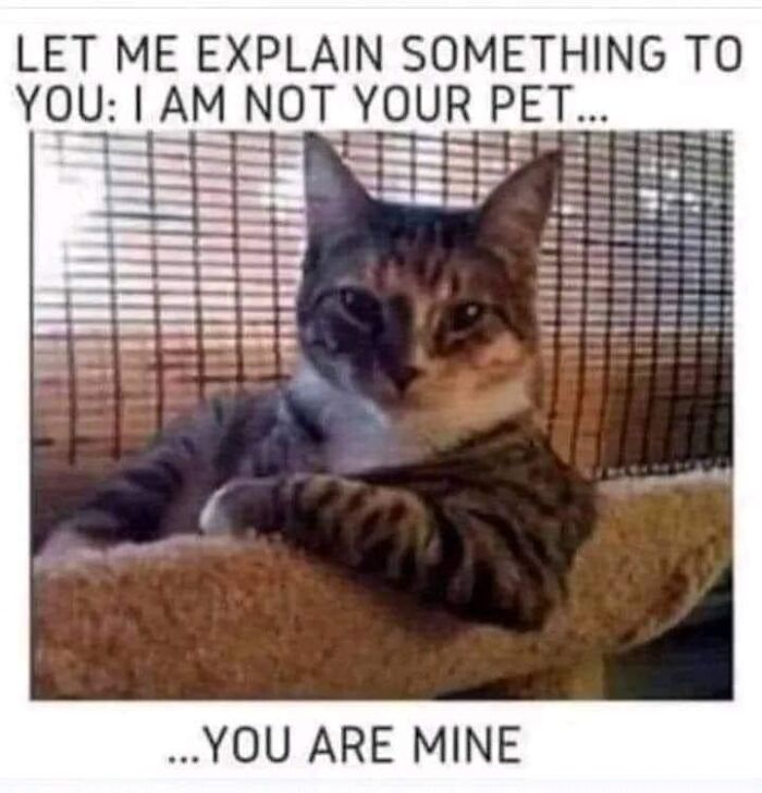 105 Relatable Cat Memes You’ll Probably Wish You Could Tag Your Cat In 105 Relatable Cat Memes You’ll Probably Wish You Could Tag Your Cat In