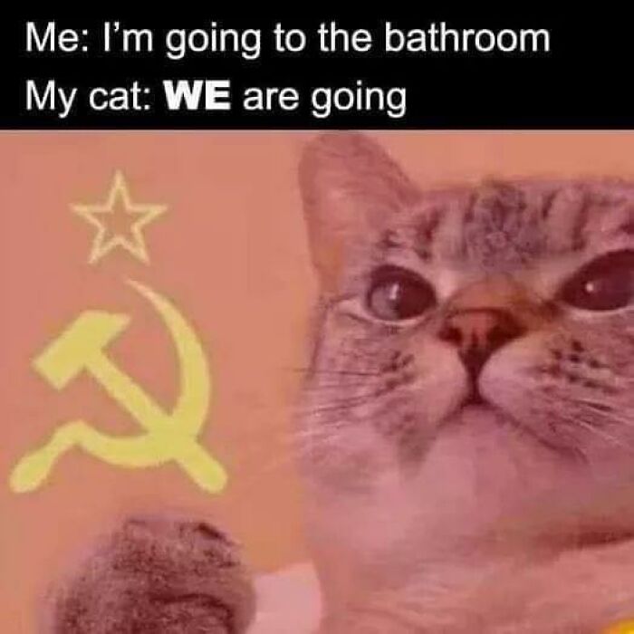 105 Relatable Cat Memes You’ll Probably Wish You Could Tag Your Cat In 105 Relatable Cat Memes You’ll Probably Wish You Could Tag Your Cat In