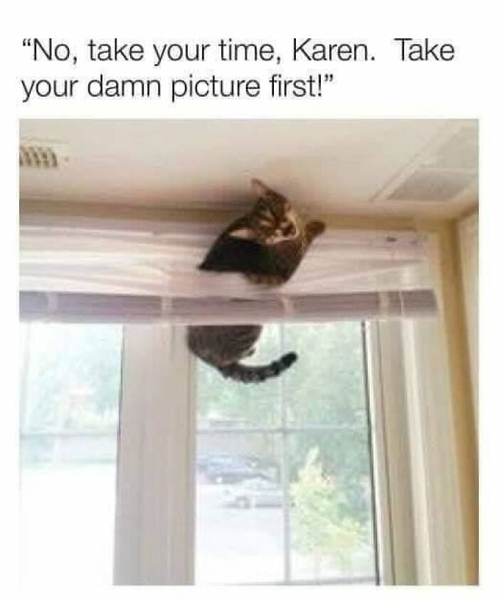 105 Relatable Cat Memes You’ll Probably Wish You Could Tag Your Cat In 105 Relatable Cat Memes You’ll Probably Wish You Could Tag Your Cat In