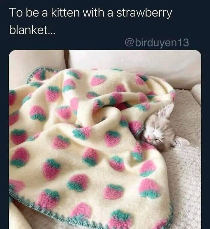 105 Relatable Cat Memes You’ll Probably Wish You Could Tag Your Cat In 105 Relatable Cat Memes You’ll Probably Wish You Could Tag Your Cat In