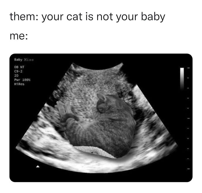 105 Relatable Cat Memes You’ll Probably Wish You Could Tag Your Cat In 105 Relatable Cat Memes You’ll Probably Wish You Could Tag Your Cat In