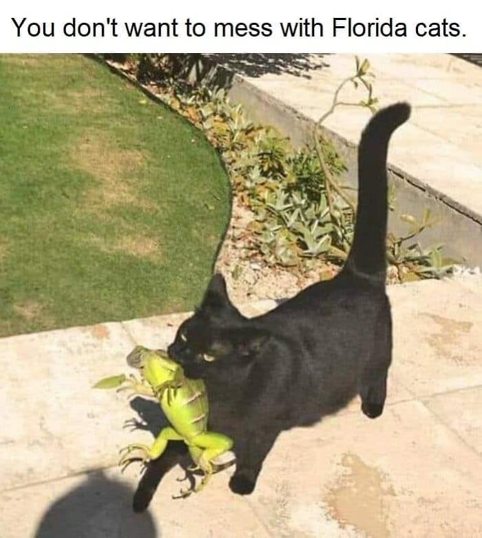 105 Relatable Cat Memes You’ll Probably Wish You Could Tag Your Cat In 105 Relatable Cat Memes You’ll Probably Wish You Could Tag Your Cat In