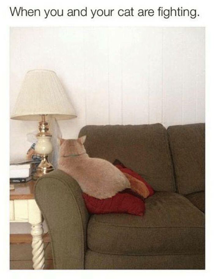 105 Relatable Cat Memes You’ll Probably Wish You Could Tag Your Cat In 105 Relatable Cat Memes You’ll Probably Wish You Could Tag Your Cat In