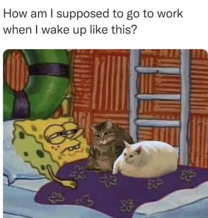 105 Relatable Cat Memes You’ll Probably Wish You Could Tag Your Cat In 105 Relatable Cat Memes You’ll Probably Wish You Could Tag Your Cat In