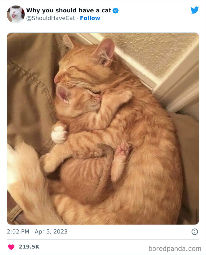 This Twitter Account Shares “Reasons” Why You Should Have A Cat, And Here Are 50 Of The Top Ones This Twitter Account Shares “Reasons” Why You Should Have A Cat, And Here Are 50 Of The Top Ones