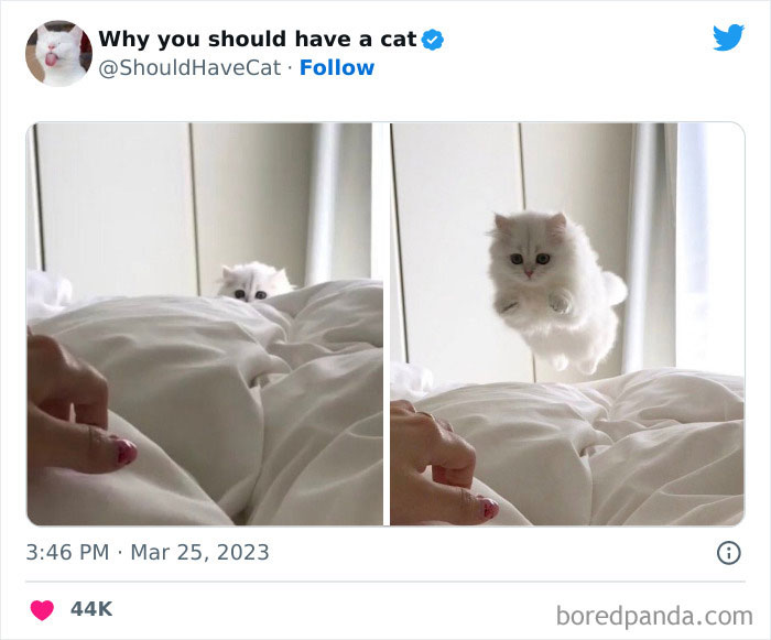 This Twitter Account Shares “Reasons” Why You Should Have A Cat, And Here Are 50 Of The Top Ones This Twitter Account Shares “Reasons” Why You Should Have A Cat, And Here Are 50 Of The Top Ones