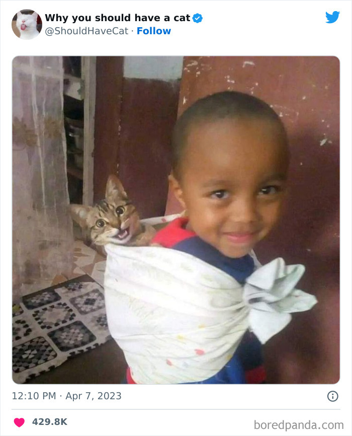 This Twitter Account Shares “Reasons” Why You Should Have A Cat, And Here Are 50 Of The Top Ones This Twitter Account Shares “Reasons” Why You Should Have A Cat, And Here Are 50 Of The Top Ones