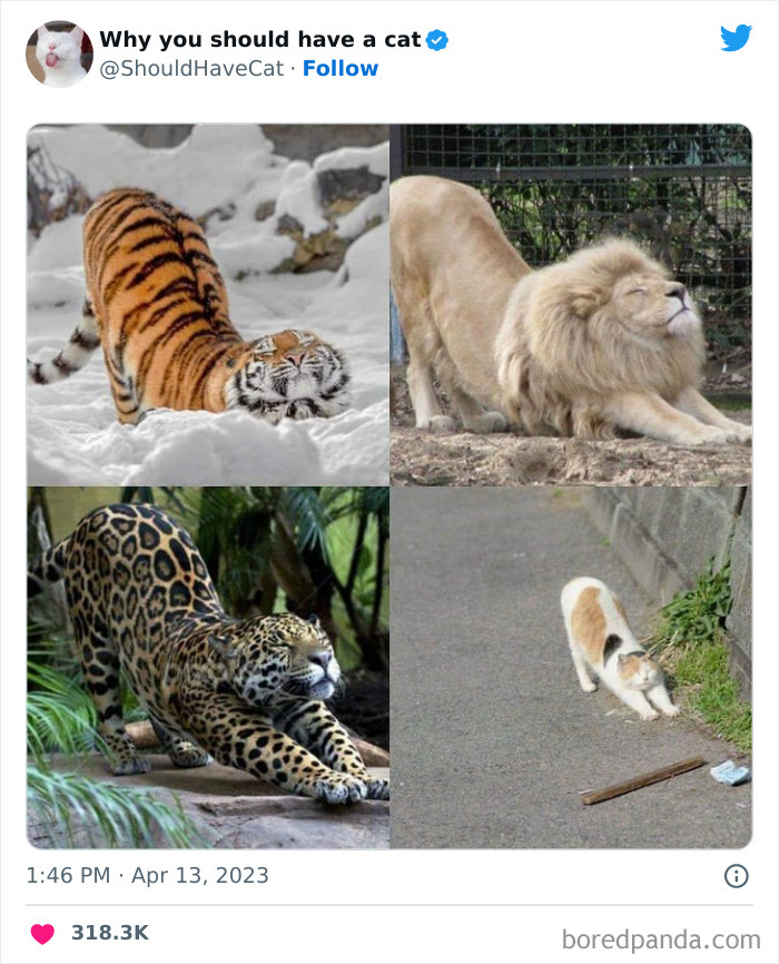 This Twitter Account Shares “Reasons” Why You Should Have A Cat, And Here Are 50 Of The Top Ones This Twitter Account Shares “Reasons” Why You Should Have A Cat, And Here Are 50 Of The Top Ones