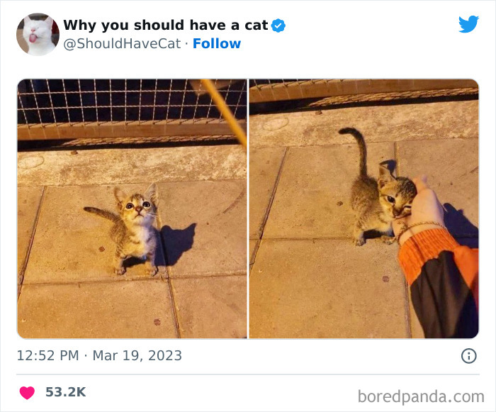 This Twitter Account Shares “Reasons” Why You Should Have A Cat, And Here Are 50 Of The Top Ones This Twitter Account Shares “Reasons” Why You Should Have A Cat, And Here Are 50 Of The Top Ones