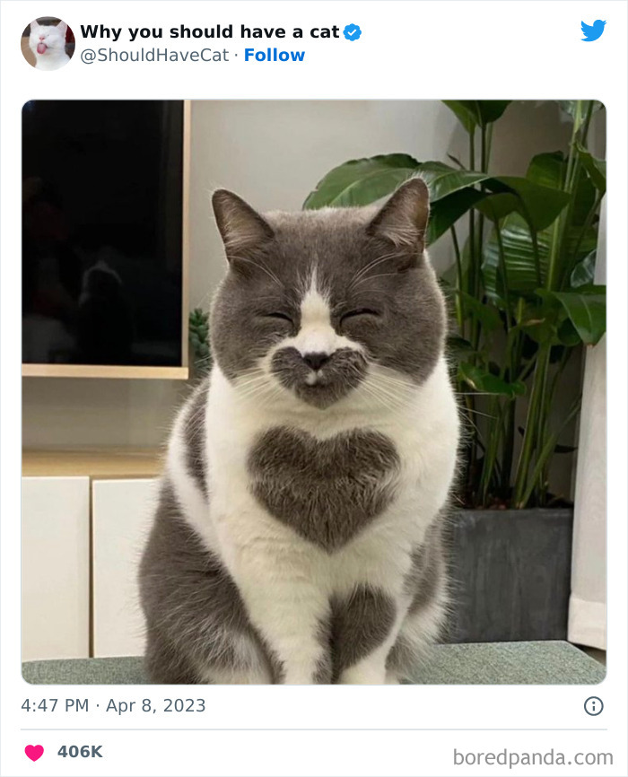 This Twitter Account Shares “Reasons” Why You Should Have A Cat, And Here Are 50 Of The Top Ones This Twitter Account Shares “Reasons” Why You Should Have A Cat, And Here Are 50 Of The Top Ones