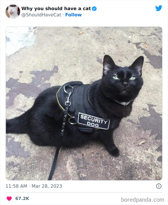 This Twitter Account Shares “Reasons” Why You Should Have A Cat, And Here Are 50 Of The Top Ones This Twitter Account Shares “Reasons” Why You Should Have A Cat, And Here Are 50 Of The Top Ones