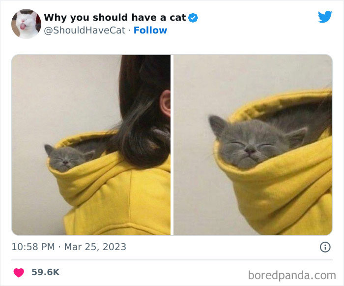 This Twitter Account Shares “Reasons” Why You Should Have A Cat, And Here Are 50 Of The Top Ones This Twitter Account Shares “Reasons” Why You Should Have A Cat, And Here Are 50 Of The Top Ones