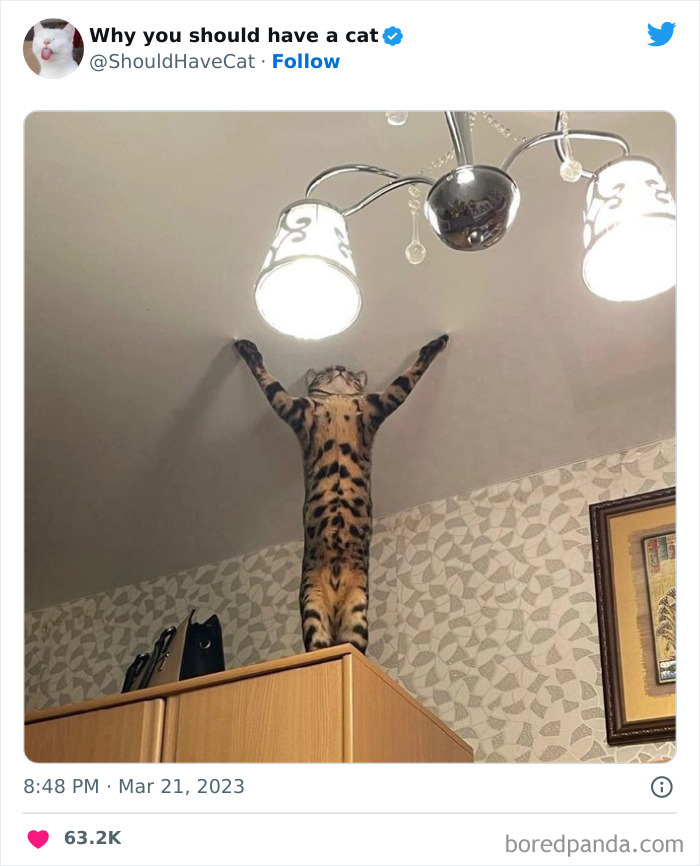 This Twitter Account Shares “Reasons” Why You Should Have A Cat, And Here Are 50 Of The Top Ones This Twitter Account Shares “Reasons” Why You Should Have A Cat, And Here Are 50 Of The Top Ones