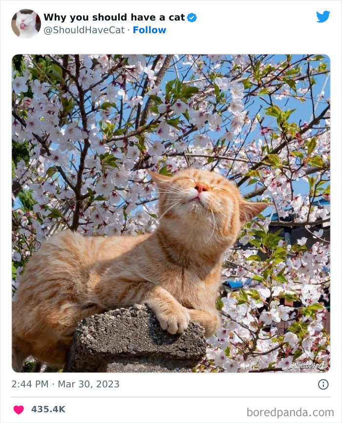 This Twitter Account Shares “Reasons” Why You Should Have A Cat, And Here Are 50 Of The Top Ones This Twitter Account Shares “Reasons” Why You Should Have A Cat, And Here Are 50 Of The Top Ones