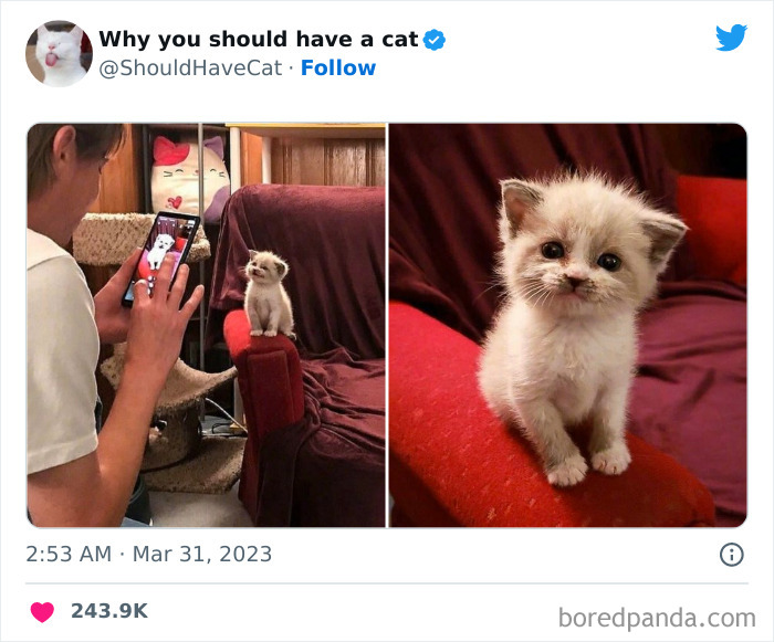 This Twitter Account Shares “Reasons” Why You Should Have A Cat, And Here Are 50 Of The Top Ones This Twitter Account Shares “Reasons” Why You Should Have A Cat, And Here Are 50 Of The Top Ones