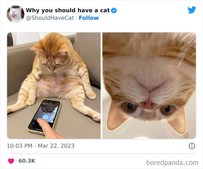 This Twitter Account Shares “Reasons” Why You Should Have A Cat, And Here Are 50 Of The Top Ones This Twitter Account Shares “Reasons” Why You Should Have A Cat, And Here Are 50 Of The Top Ones