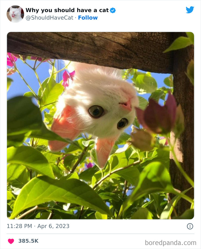 This Twitter Account Shares “Reasons” Why You Should Have A Cat, And Here Are 50 Of The Top Ones This Twitter Account Shares “Reasons” Why You Should Have A Cat, And Here Are 50 Of The Top Ones