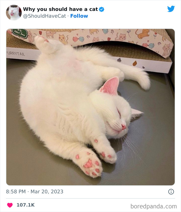 This Twitter Account Shares “Reasons” Why You Should Have A Cat, And Here Are 50 Of The Top Ones This Twitter Account Shares “Reasons” Why You Should Have A Cat, And Here Are 50 Of The Top Ones
