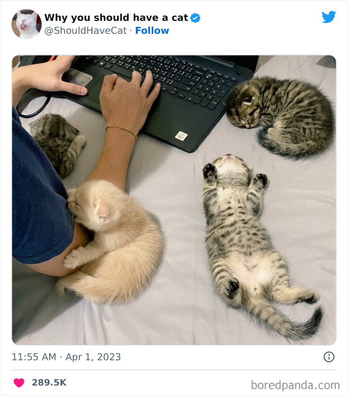 This Twitter Account Shares “Reasons” Why You Should Have A Cat, And Here Are 50 Of The Top Ones This Twitter Account Shares “Reasons” Why You Should Have A Cat, And Here Are 50 Of The Top Ones