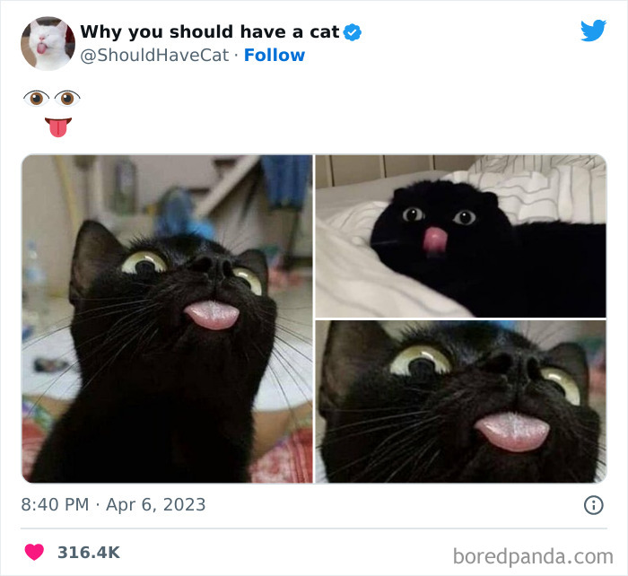 This Twitter Account Shares “Reasons” Why You Should Have A Cat, And Here Are 50 Of The Top Ones This Twitter Account Shares “Reasons” Why You Should Have A Cat, And Here Are 50 Of The Top Ones