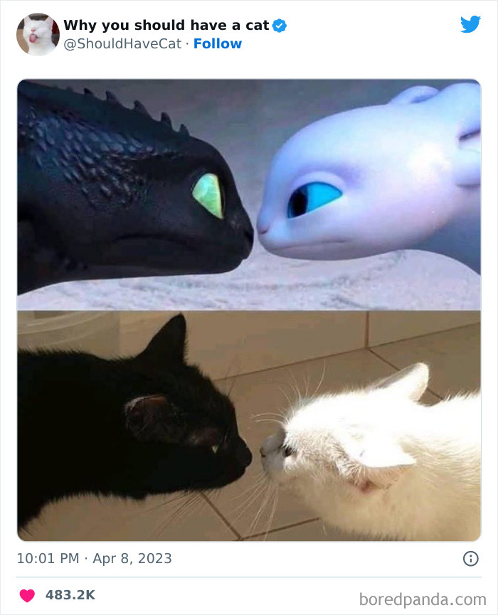 This Twitter Account Shares “Reasons” Why You Should Have A Cat, And Here Are 50 Of The Top Ones This Twitter Account Shares “Reasons” Why You Should Have A Cat, And Here Are 50 Of The Top Ones