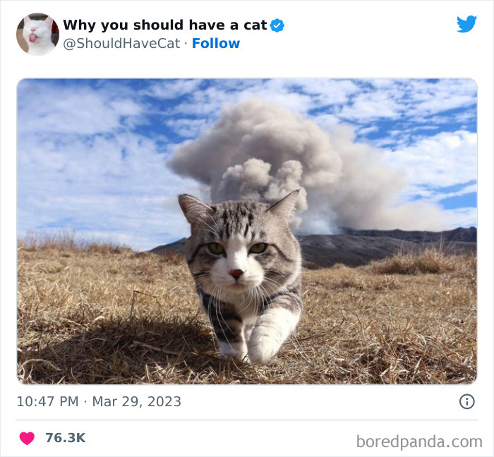 This Twitter Account Shares “Reasons” Why You Should Have A Cat, And Here Are 50 Of The Top Ones This Twitter Account Shares “Reasons” Why You Should Have A Cat, And Here Are 50 Of The Top Ones