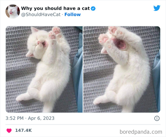 This Twitter Account Shares “Reasons” Why You Should Have A Cat, And Here Are 50 Of The Top Ones This Twitter Account Shares “Reasons” Why You Should Have A Cat, And Here Are 50 Of The Top Ones