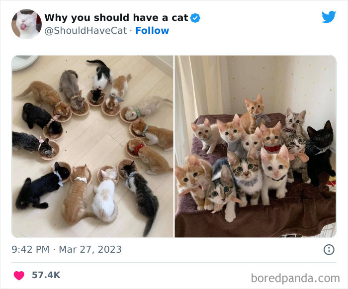 This Twitter Account Shares “Reasons” Why You Should Have A Cat, And Here Are 50 Of The Top Ones This Twitter Account Shares “Reasons” Why You Should Have A Cat, And Here Are 50 Of The Top Ones