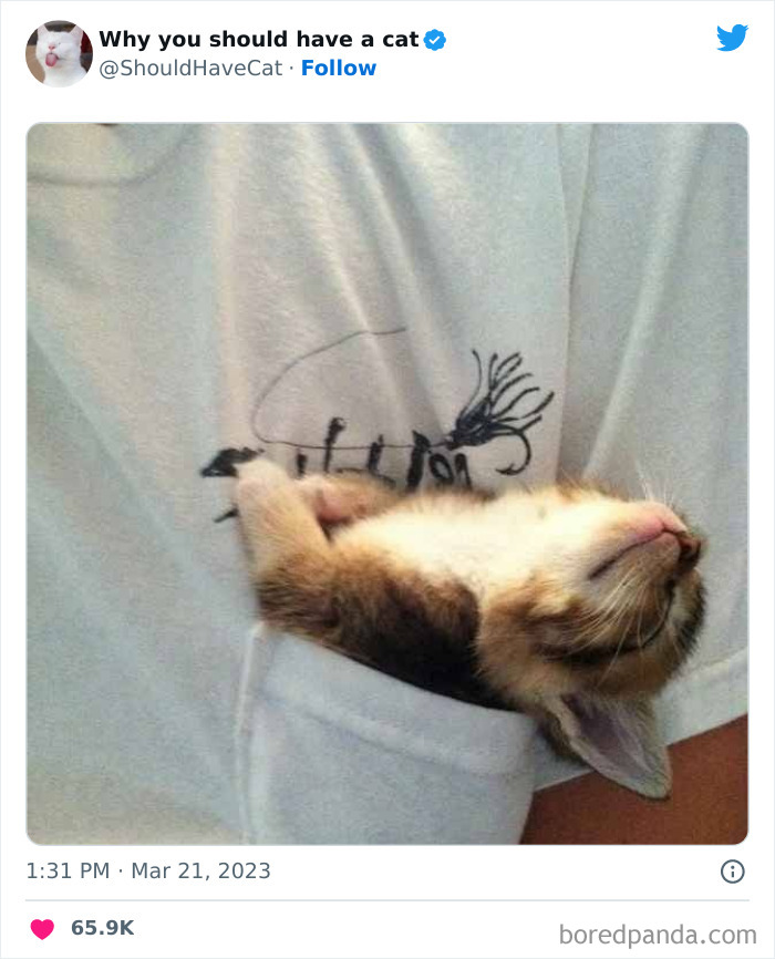 This Twitter Account Shares “Reasons” Why You Should Have A Cat, And Here Are 50 Of The Top Ones This Twitter Account Shares “Reasons” Why You Should Have A Cat, And Here Are 50 Of The Top Ones