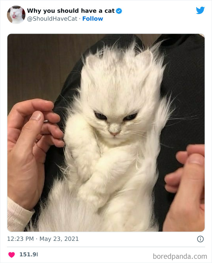 This Twitter Account Shares “Reasons” Why You Should Have A Cat, And Here Are 50 Of The Top Ones This Twitter Account Shares “Reasons” Why You Should Have A Cat, And Here Are 50 Of The Top Ones