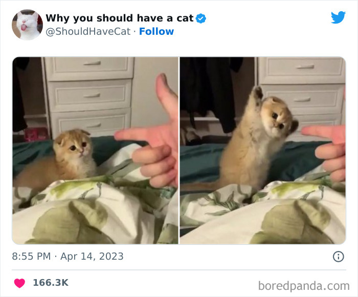 This Twitter Account Shares “Reasons” Why You Should Have A Cat, And Here Are 50 Of The Top Ones This Twitter Account Shares “Reasons” Why You Should Have A Cat, And Here Are 50 Of The Top Ones