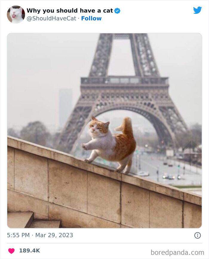 This Twitter Account Shares “Reasons” Why You Should Have A Cat, And Here Are 50 Of The Top Ones This Twitter Account Shares “Reasons” Why You Should Have A Cat, And Here Are 50 Of The Top Ones