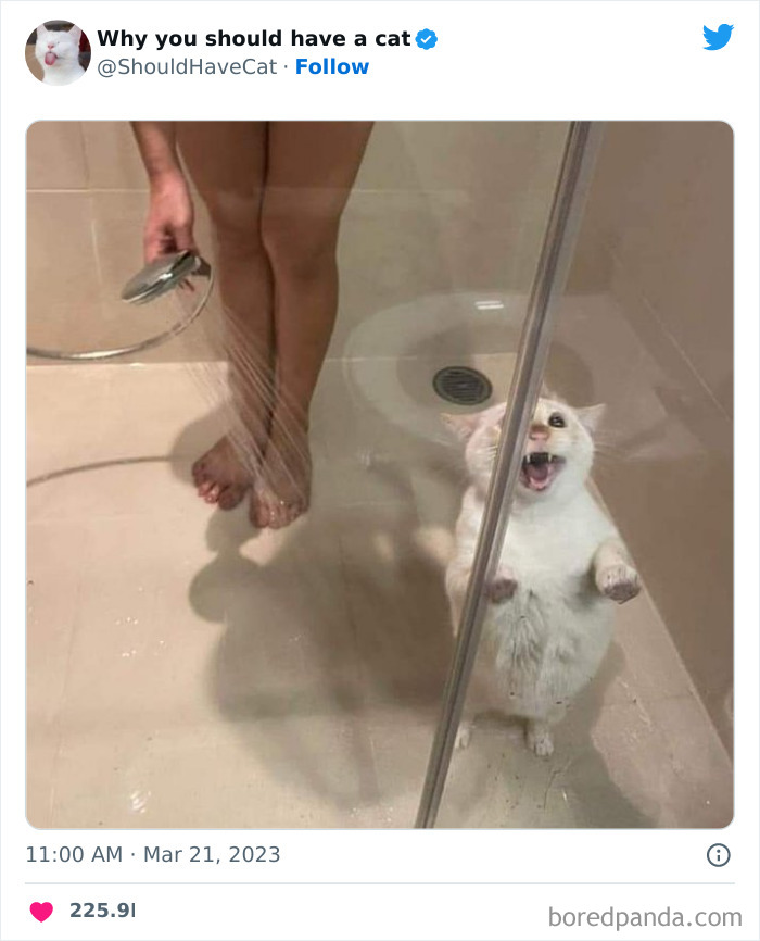 This Twitter Account Shares “Reasons” Why You Should Have A Cat, And Here Are 50 Of The Top Ones This Twitter Account Shares “Reasons” Why You Should Have A Cat, And Here Are 50 Of The Top Ones