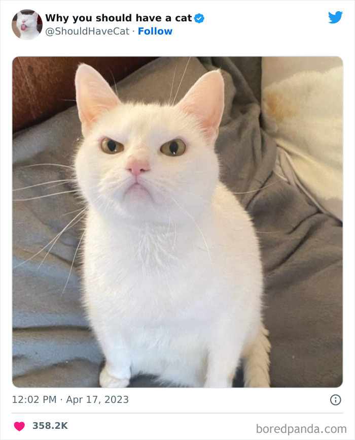 This Twitter Account Shares “Reasons” Why You Should Have A Cat, And Here Are 50 Of The Top Ones This Twitter Account Shares “Reasons” Why You Should Have A Cat, And Here Are 50 Of The Top Ones