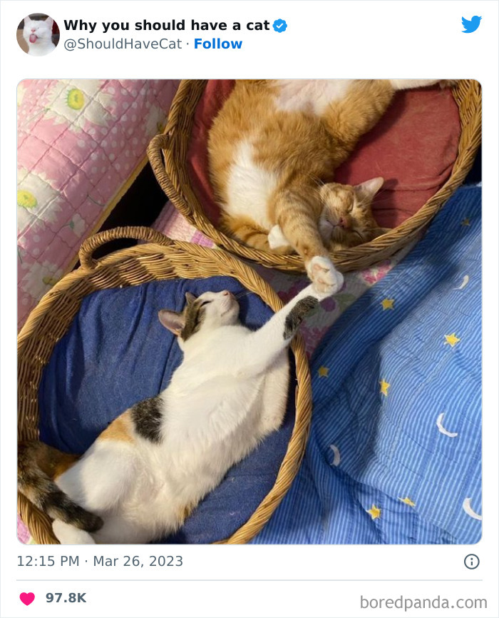 This Twitter Account Shares “Reasons” Why You Should Have A Cat, And Here Are 50 Of The Top Ones This Twitter Account Shares “Reasons” Why You Should Have A Cat, And Here Are 50 Of The Top Ones