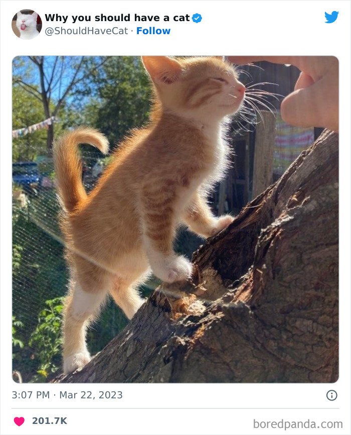 This Twitter Account Shares “Reasons” Why You Should Have A Cat, And Here Are 50 Of The Top Ones This Twitter Account Shares “Reasons” Why You Should Have A Cat, And Here Are 50 Of The Top Ones