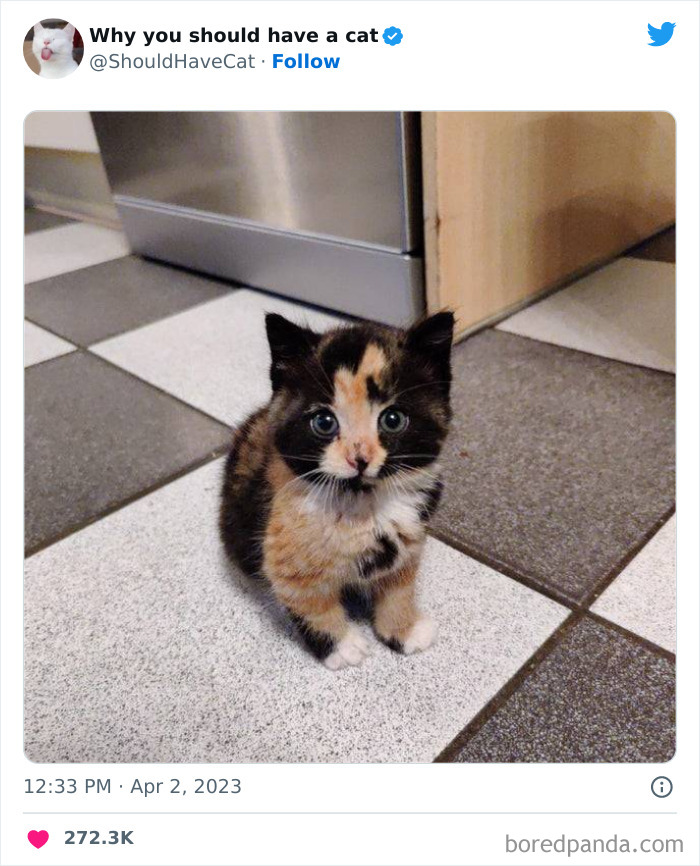 This Twitter Account Shares “Reasons” Why You Should Have A Cat, And Here Are 50 Of The Top Ones This Twitter Account Shares “Reasons” Why You Should Have A Cat, And Here Are 50 Of The Top Ones