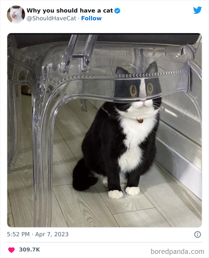 This Twitter Account Shares “Reasons” Why You Should Have A Cat, And Here Are 50 Of The Top Ones This Twitter Account Shares “Reasons” Why You Should Have A Cat, And Here Are 50 Of The Top Ones