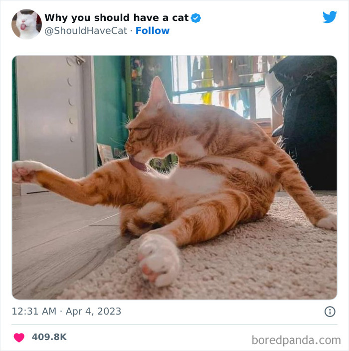 This Twitter Account Shares “Reasons” Why You Should Have A Cat, And Here Are 50 Of The Top Ones This Twitter Account Shares “Reasons” Why You Should Have A Cat, And Here Are 50 Of The Top Ones