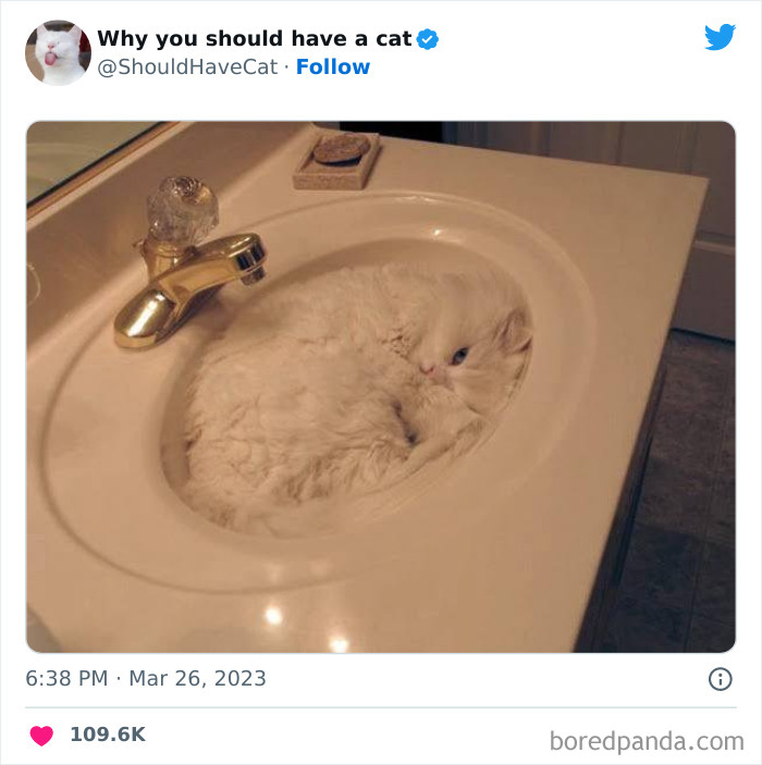This Twitter Account Shares “Reasons” Why You Should Have A Cat, And Here Are 50 Of The Top Ones This Twitter Account Shares “Reasons” Why You Should Have A Cat, And Here Are 50 Of The Top Ones