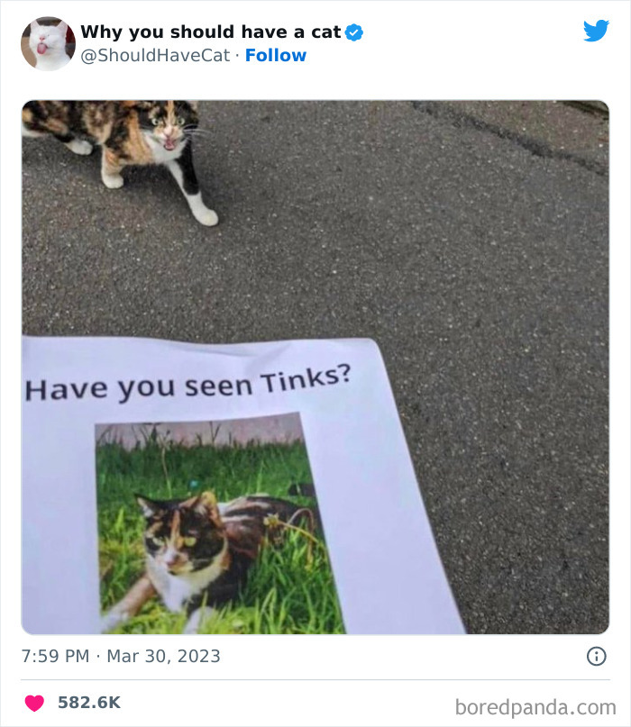 This Twitter Account Shares “Reasons” Why You Should Have A Cat, And Here Are 50 Of The Top Ones This Twitter Account Shares “Reasons” Why You Should Have A Cat, And Here Are 50 Of The Top Ones