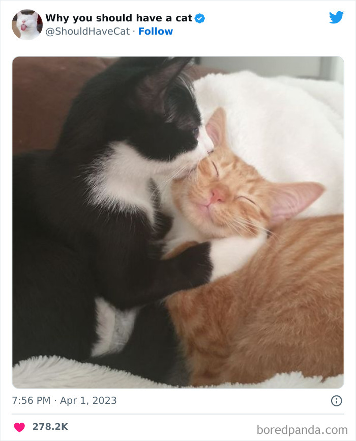 This Twitter Account Shares “Reasons” Why You Should Have A Cat, And Here Are 50 Of The Top Ones This Twitter Account Shares “Reasons” Why You Should Have A Cat, And Here Are 50 Of The Top Ones