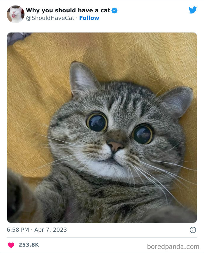 This Twitter Account Shares “Reasons” Why You Should Have A Cat, And Here Are 50 Of The Top Ones This Twitter Account Shares “Reasons” Why You Should Have A Cat, And Here Are 50 Of The Top Ones