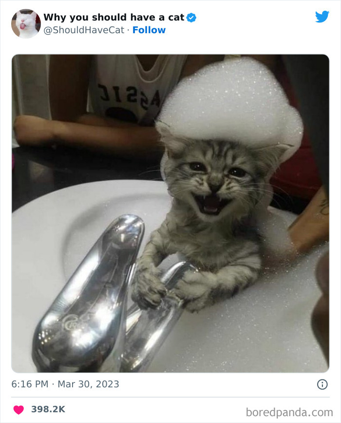 This Twitter Account Shares “Reasons” Why You Should Have A Cat, And Here Are 50 Of The Top Ones This Twitter Account Shares “Reasons” Why You Should Have A Cat, And Here Are 50 Of The Top Ones