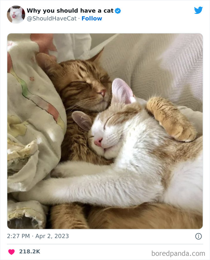 This Twitter Account Shares “Reasons” Why You Should Have A Cat, And Here Are 50 Of The Top Ones This Twitter Account Shares “Reasons” Why You Should Have A Cat, And Here Are 50 Of The Top Ones