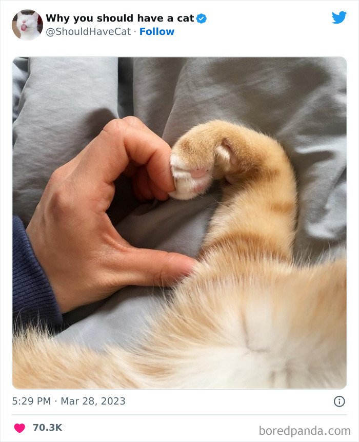 This Twitter Account Shares “Reasons” Why You Should Have A Cat, And Here Are 50 Of The Top Ones This Twitter Account Shares “Reasons” Why You Should Have A Cat, And Here Are 50 Of The Top Ones