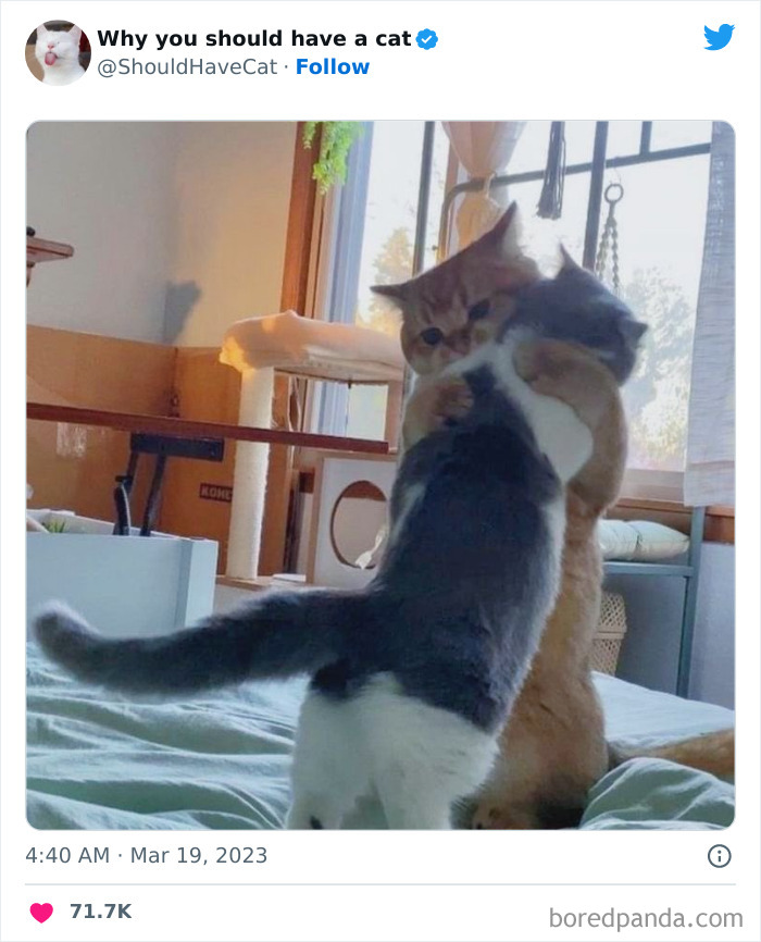 This Twitter Account Shares “Reasons” Why You Should Have A Cat, And Here Are 50 Of The Top Ones This Twitter Account Shares “Reasons” Why You Should Have A Cat, And Here Are 50 Of The Top Ones